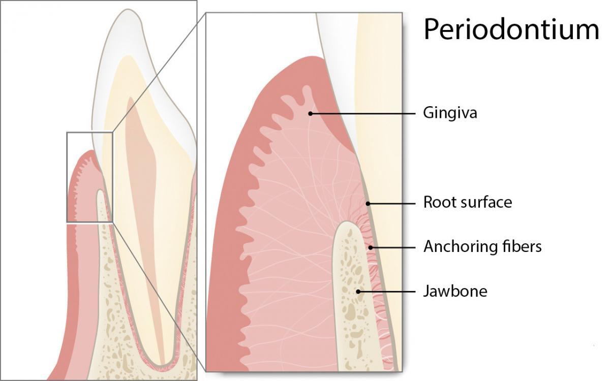 Was ist das Parodont?